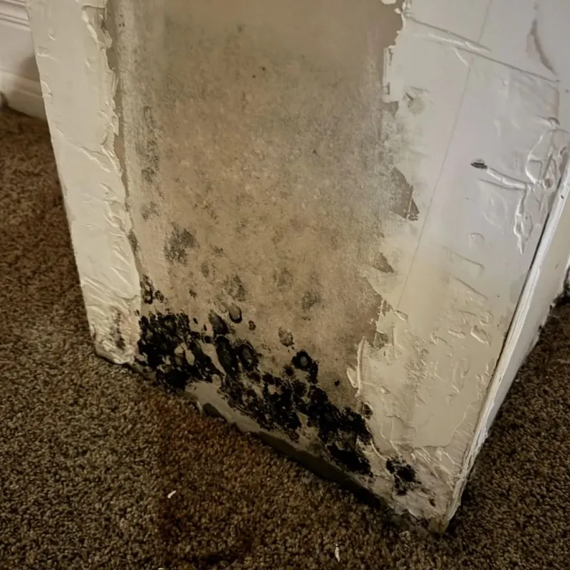Professional Mold Removal in Gatlinburg, TN